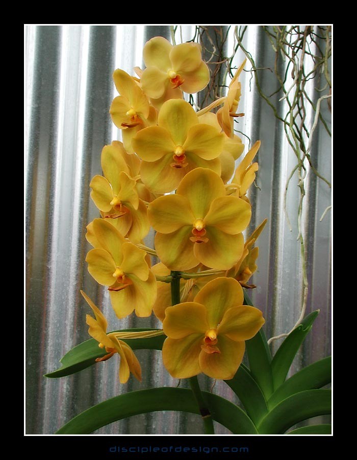 keukorchid31