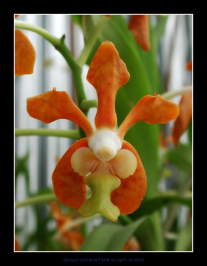 keukorchid32
