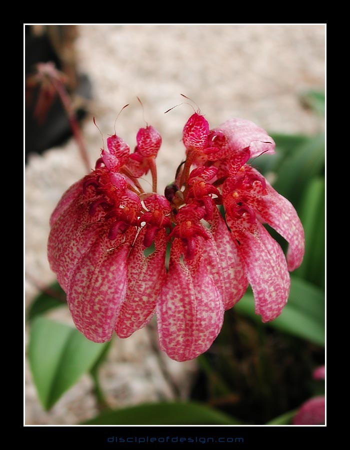 keukorchid33