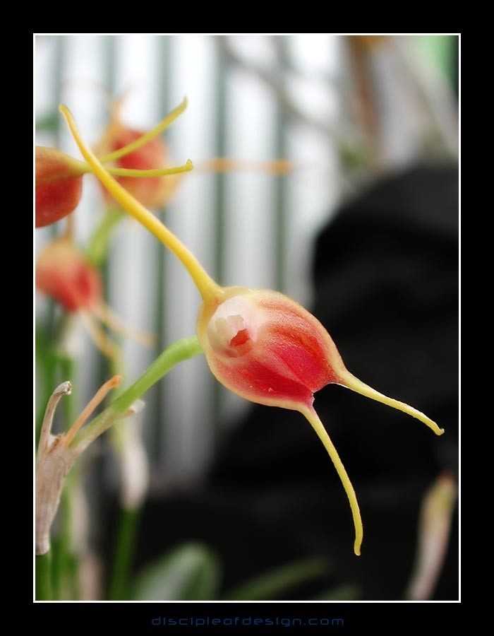 keukorchid34