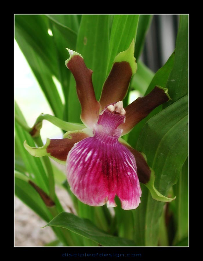 keukorchid35