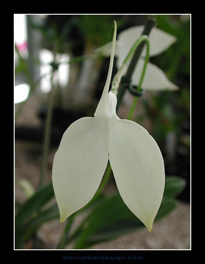 keukorchid36