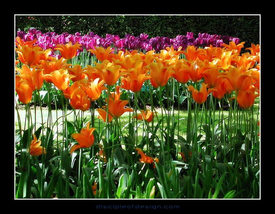 keuktulip04