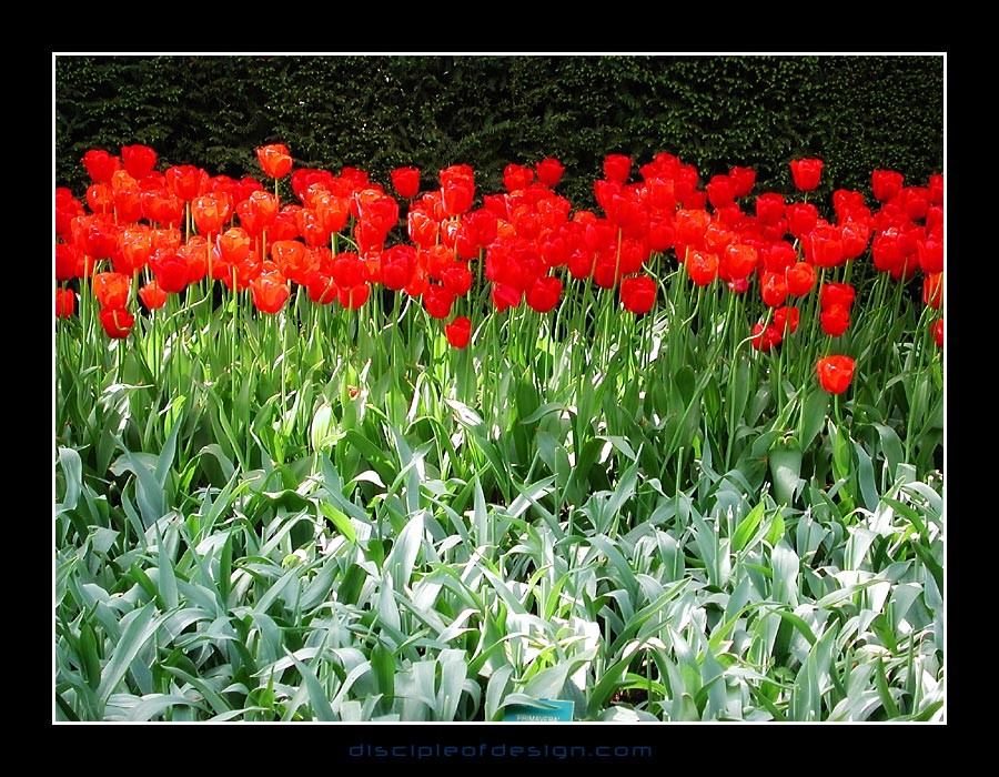 keuktulip09