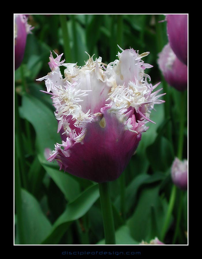 keuktulip10