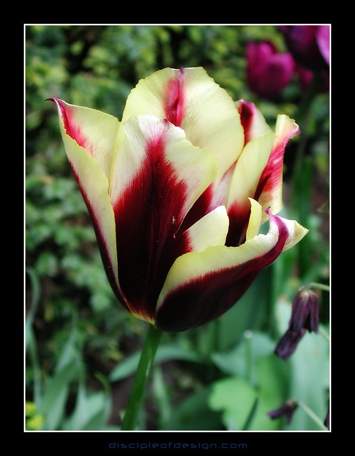 keuktulip11