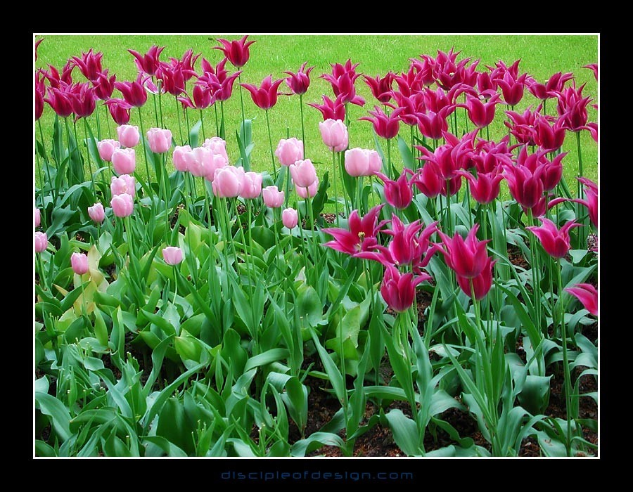 keuktulip13