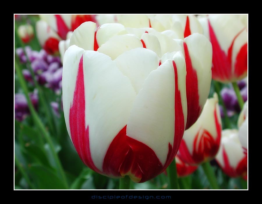 keuktulip14~0