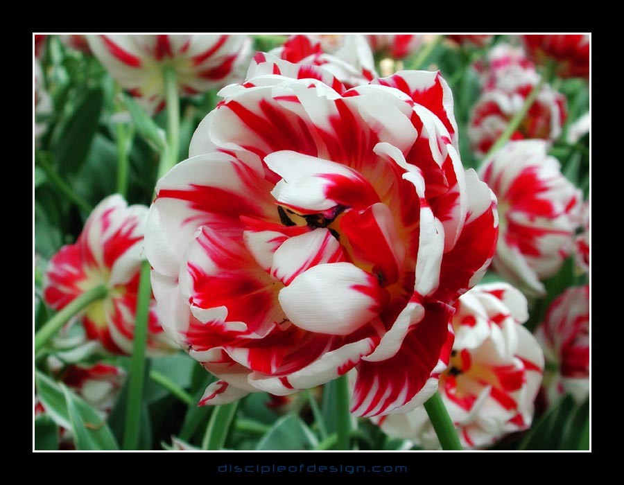 keuktulip18