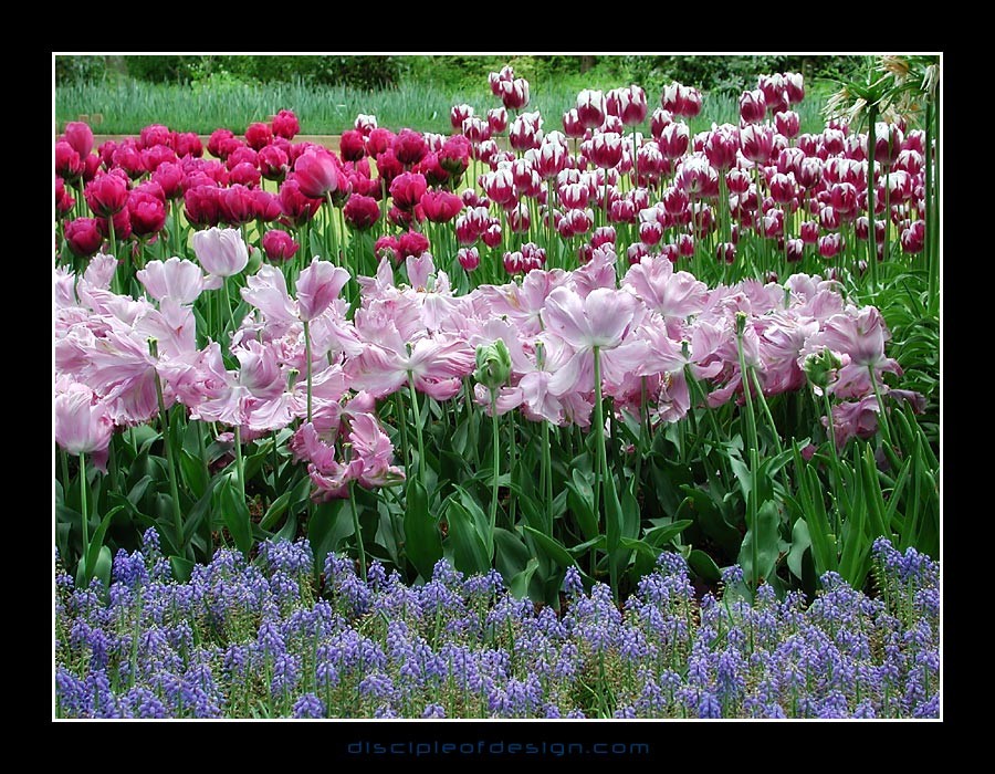 keuktulip20