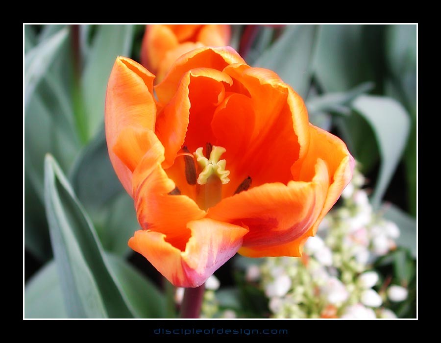 keuktulip21