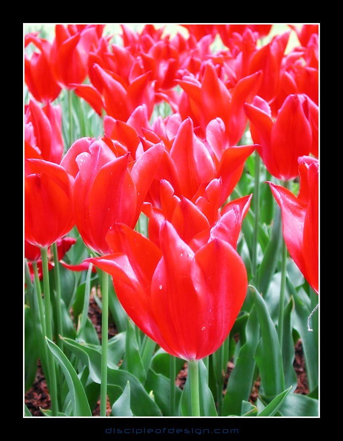 keuktulip22
