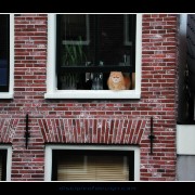amsterkitty