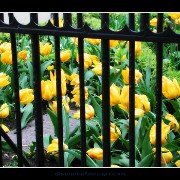 caged