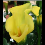 keukcalla01