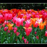 keukenhof03