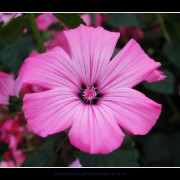 keukflower01