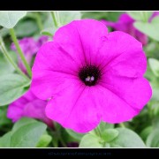 keukflower02