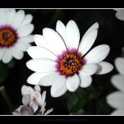 keukflower03