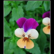 keukflower04
