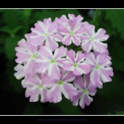 keukflower05