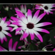 keukflower06