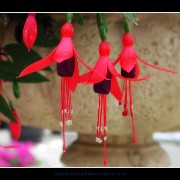 keukflower07