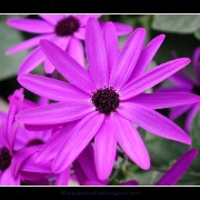keukflower08