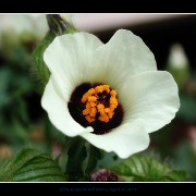 keukflower09
