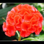 keukflower10