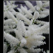 keukflower11