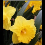 keukflower12