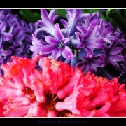 keukhyacinth01