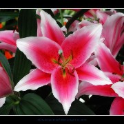 keuklilly02