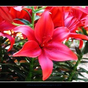 keuklilly04