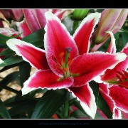 keuklilly05