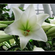 keuklilly07