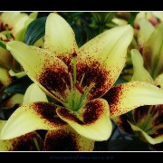 keuklilly09