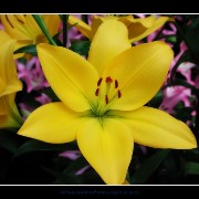 keuklilly10
