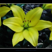 keuklilly11