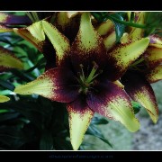 keuklilly12