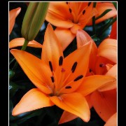 keuklilly13