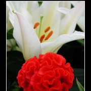 keuklilly14