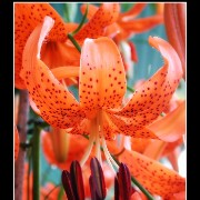 keuklilly15