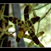 keukorchid01