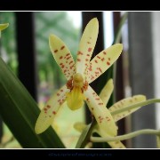 keukorchid02