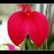 keukorchid03