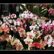 keukorchid04