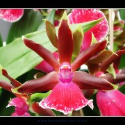 keukorchid05