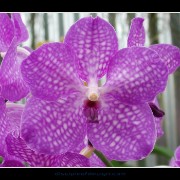 keukorchid06